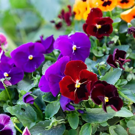 Apartment Modern & Lovely - Prime Location